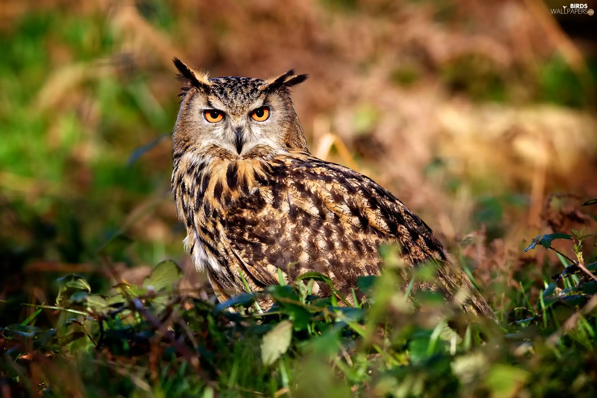 owl, grass