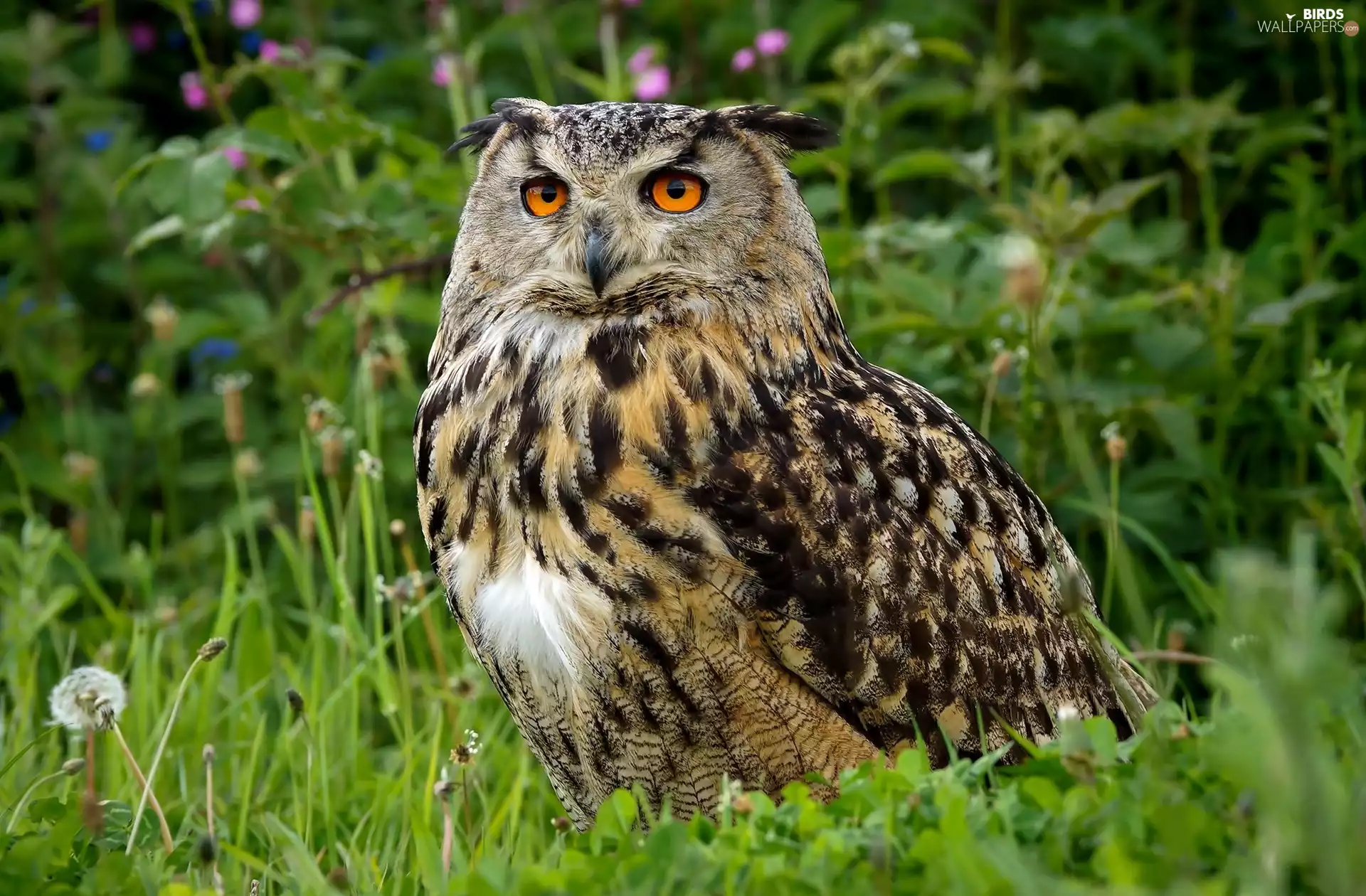 grass, owl, eagle-owl