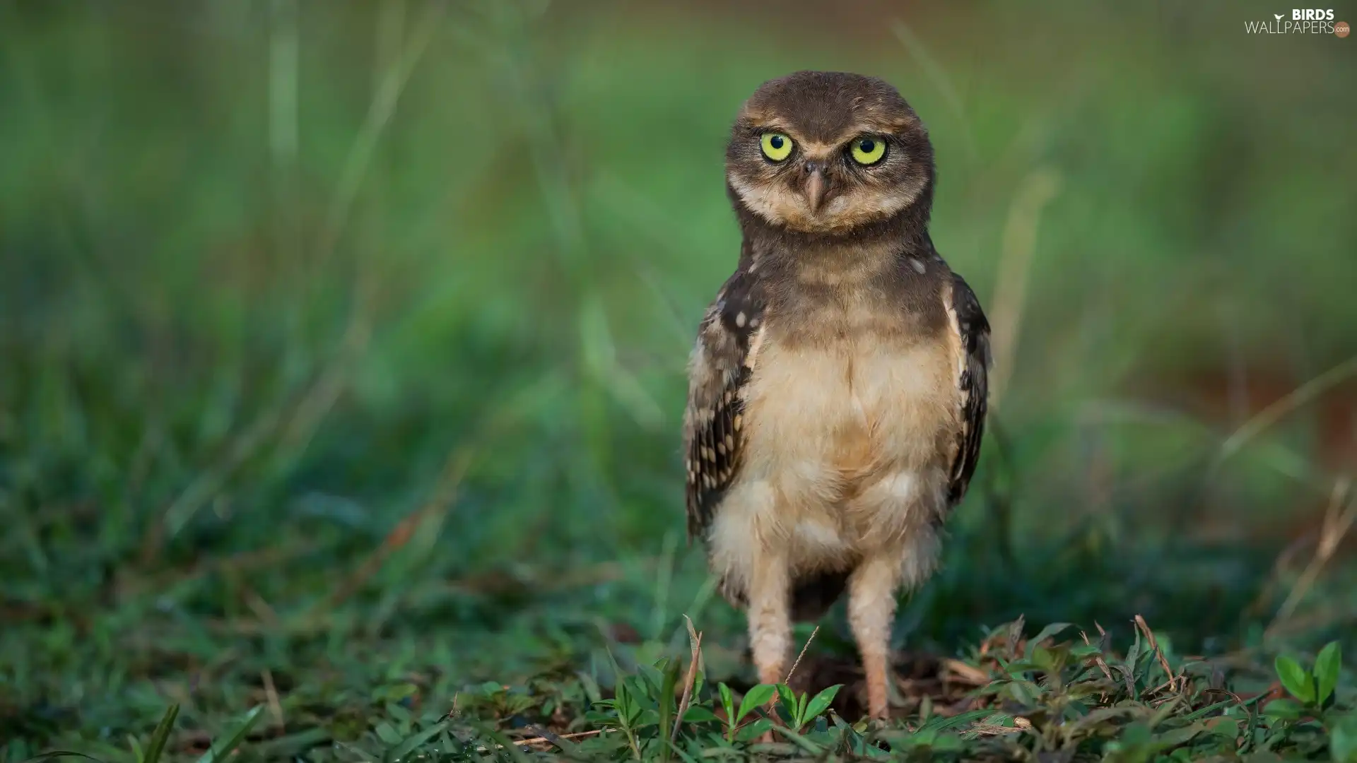 grass, owl, Little Owl