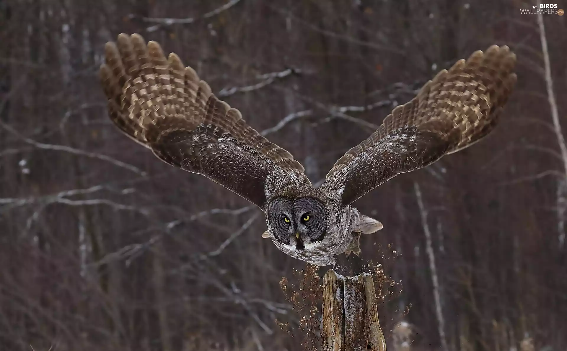 Tawny owl great gray owl, The flying, owl