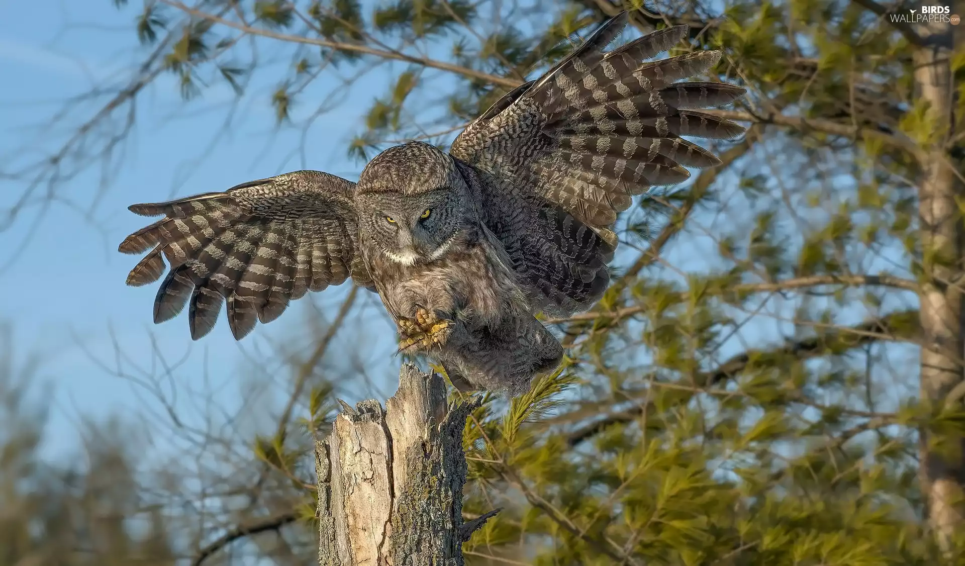 owl, trees, branch pics, Tawny owl great gray owl