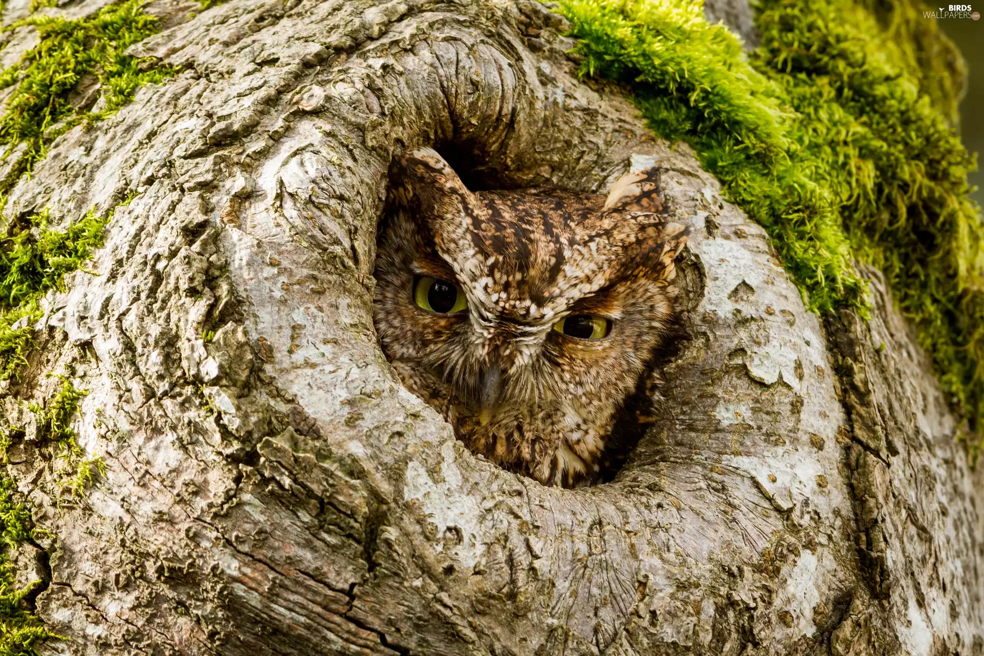 hollow, owl, Scops Owl