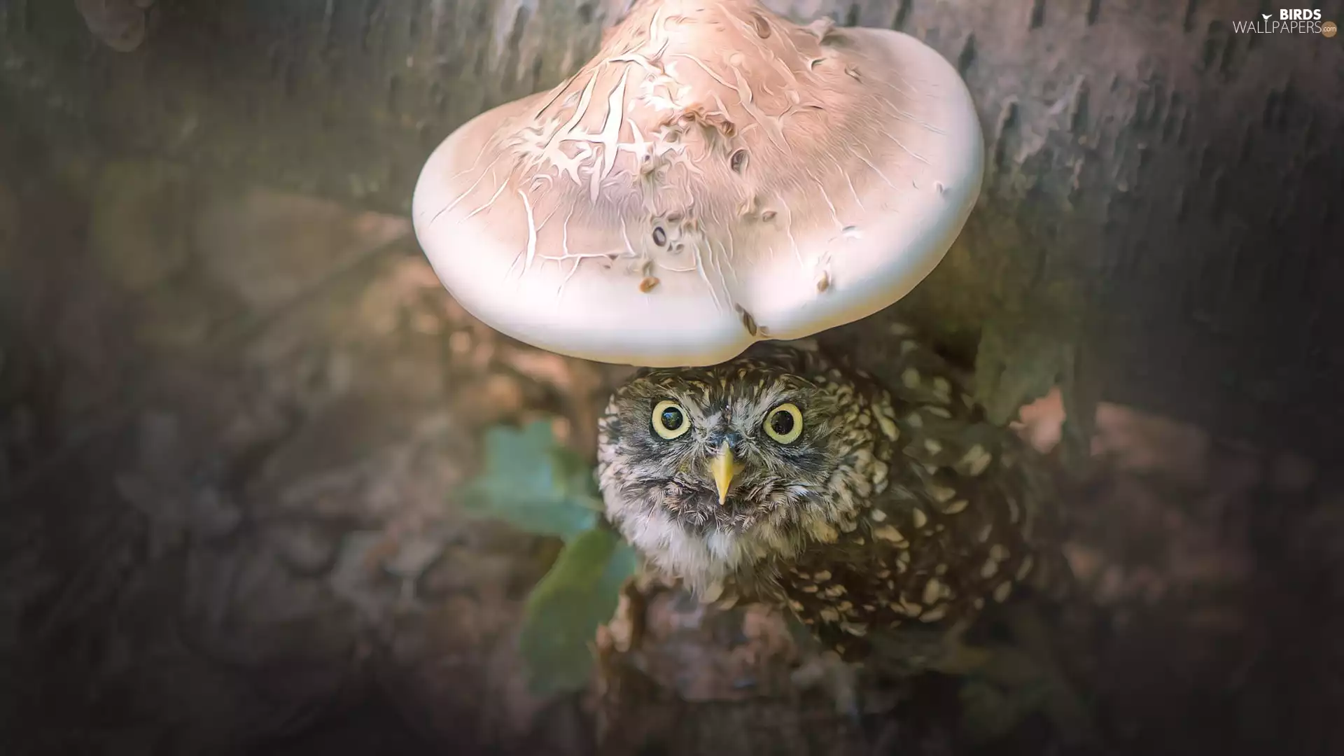 Burrowing Owl, hub, trunk, Mushrooms