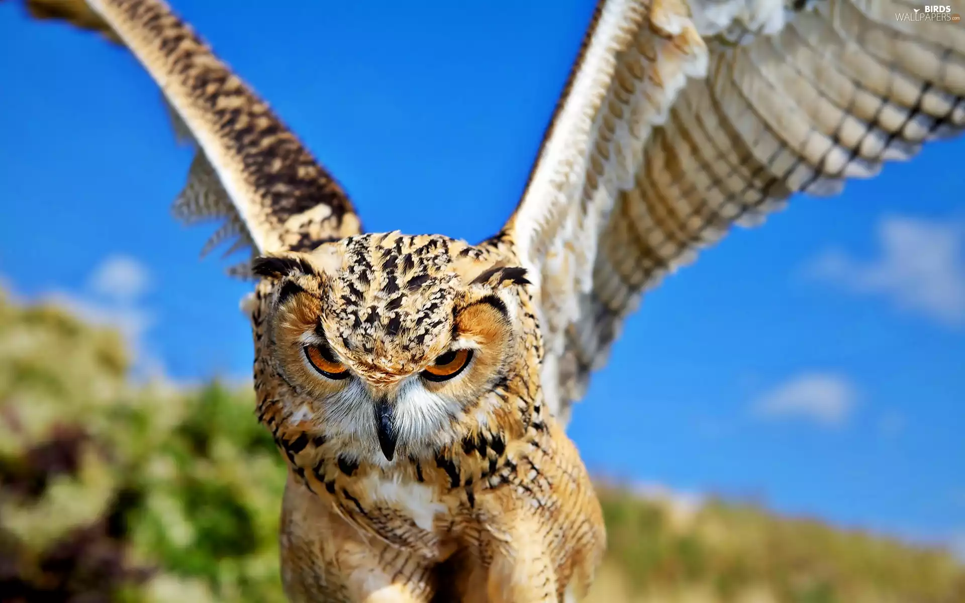 rapprochement, owl, in the air