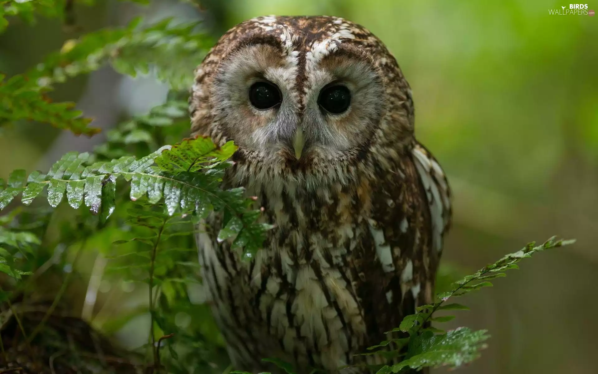owl, Leaf