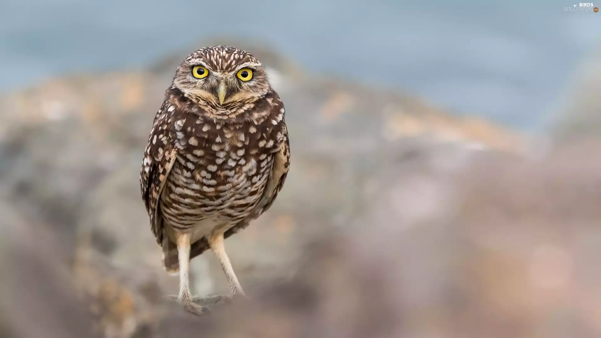 Little Owl, Bird, owl