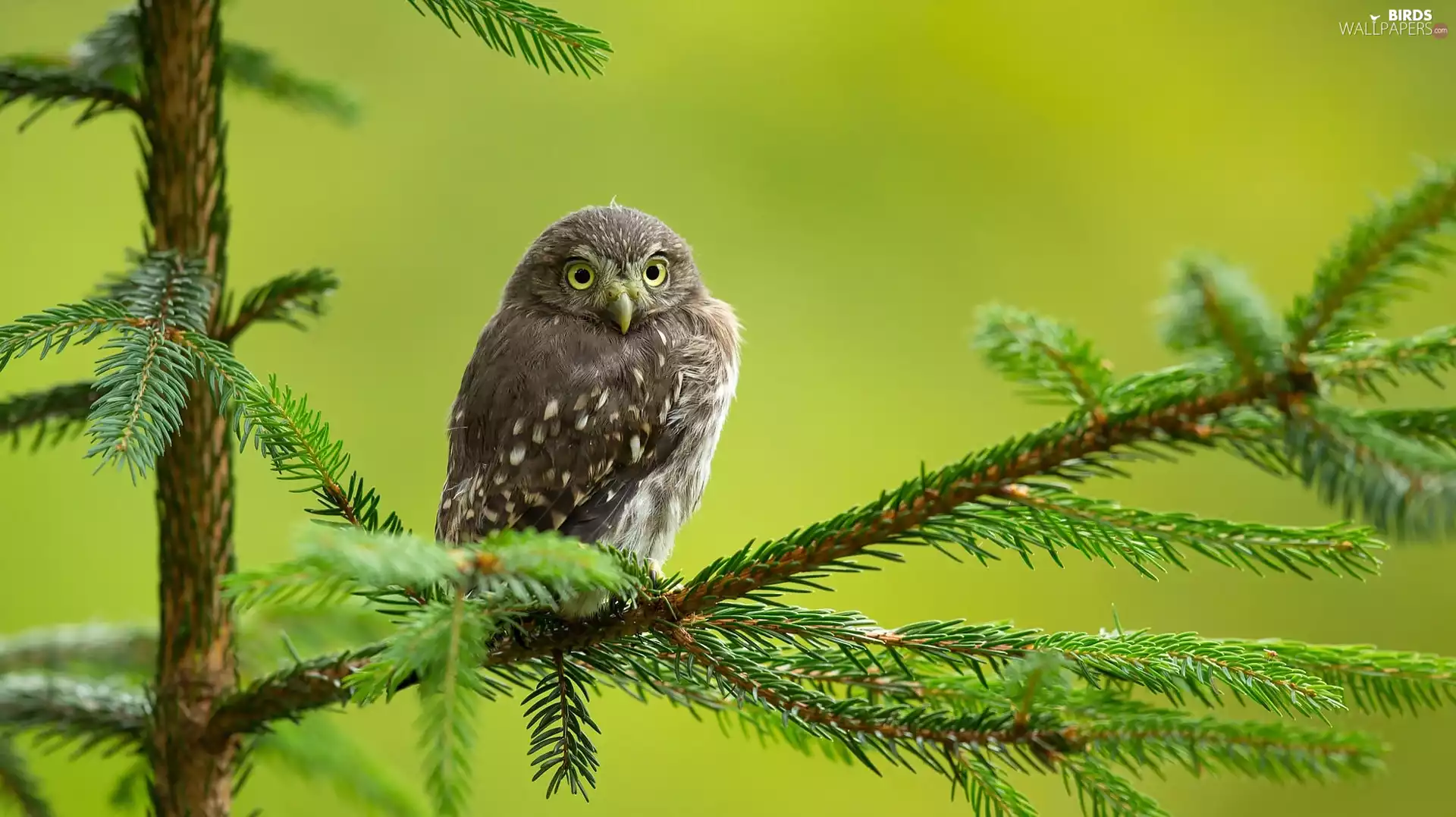 branch, owl, Little Owl, fir