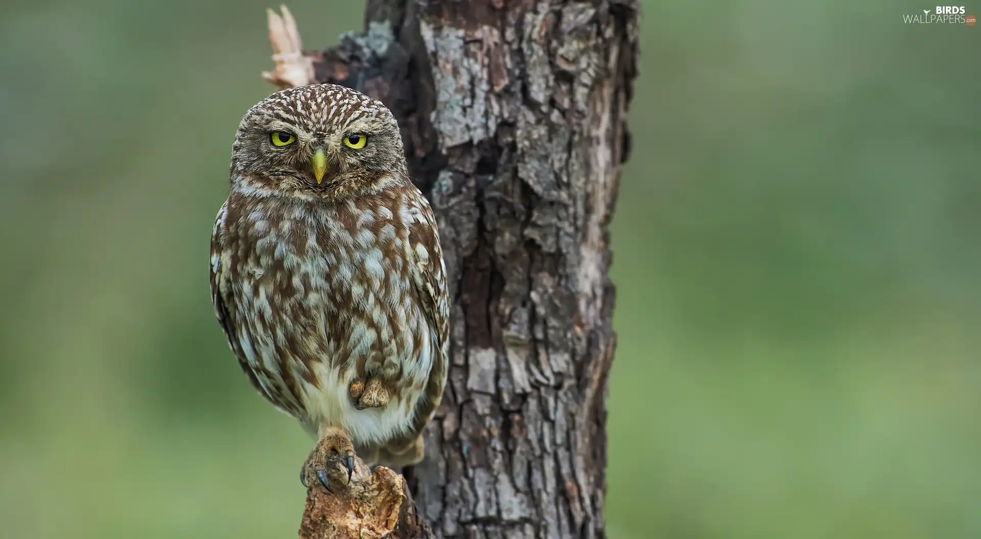 owl, trees, Lod on the beach, Little Owl