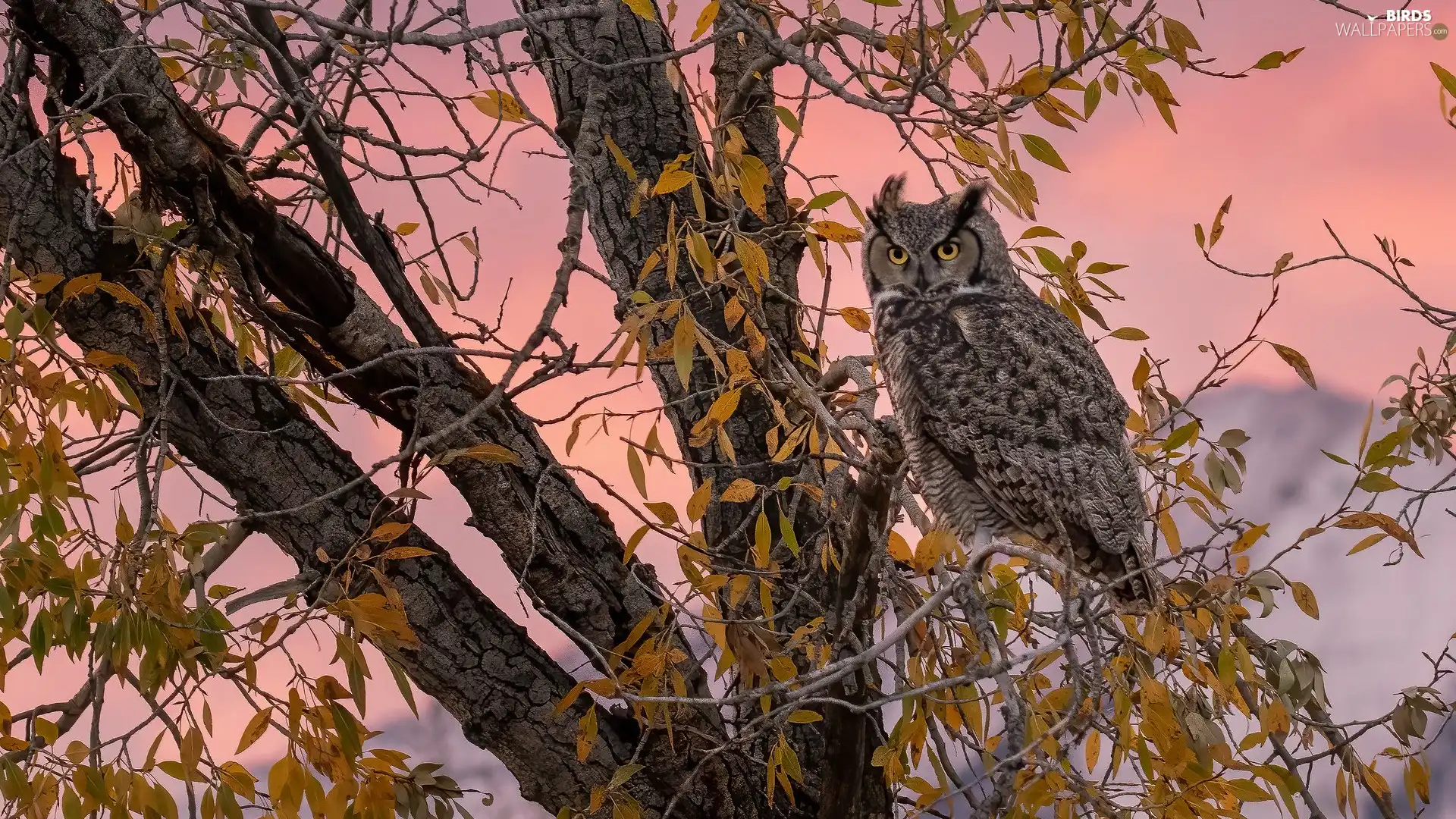 trees, owl, Great Horned Owl