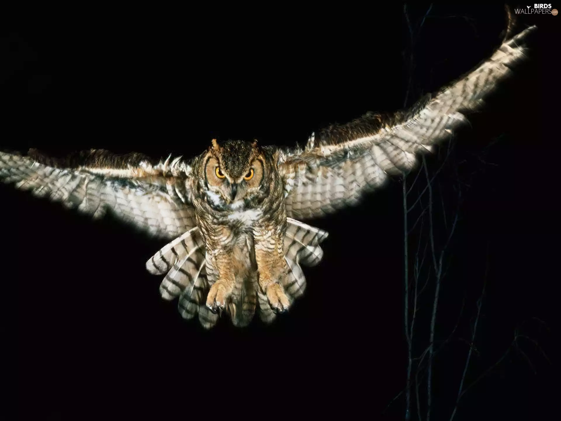 Night, owl, eagle-owl