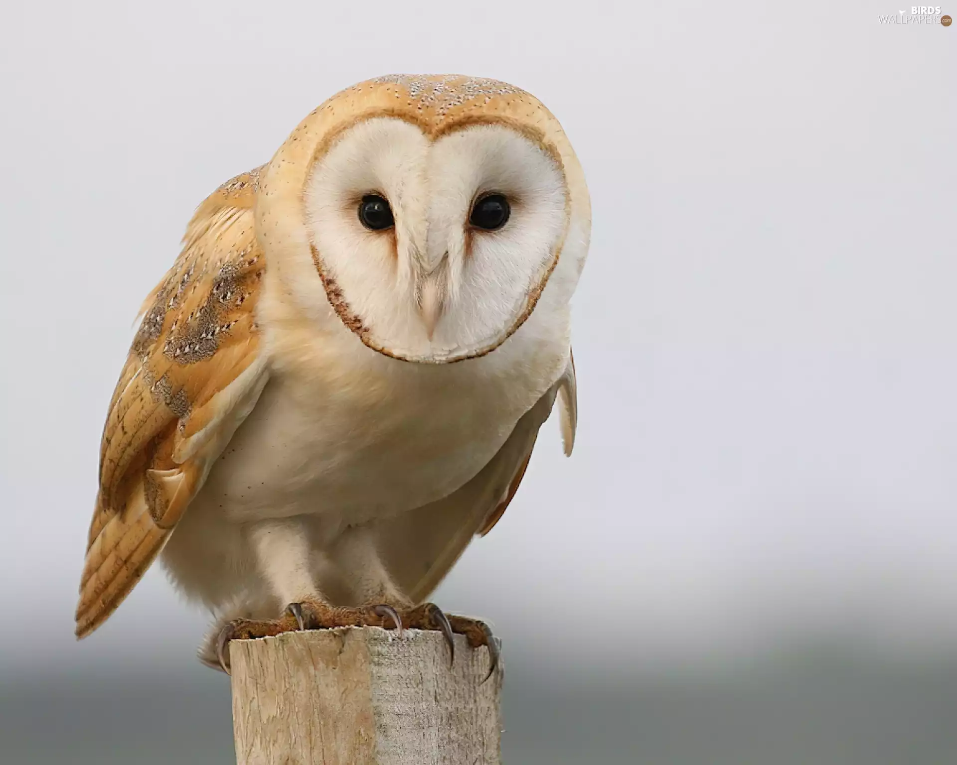 owl, Barn Owl