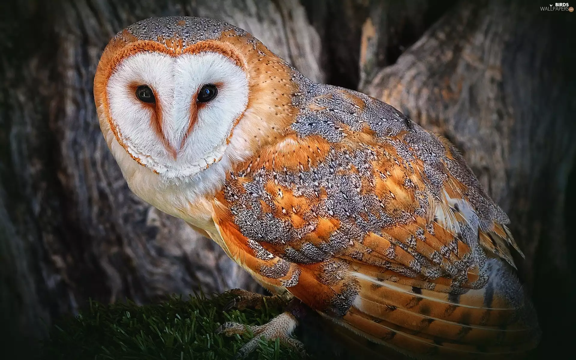 owl, Barn Owl