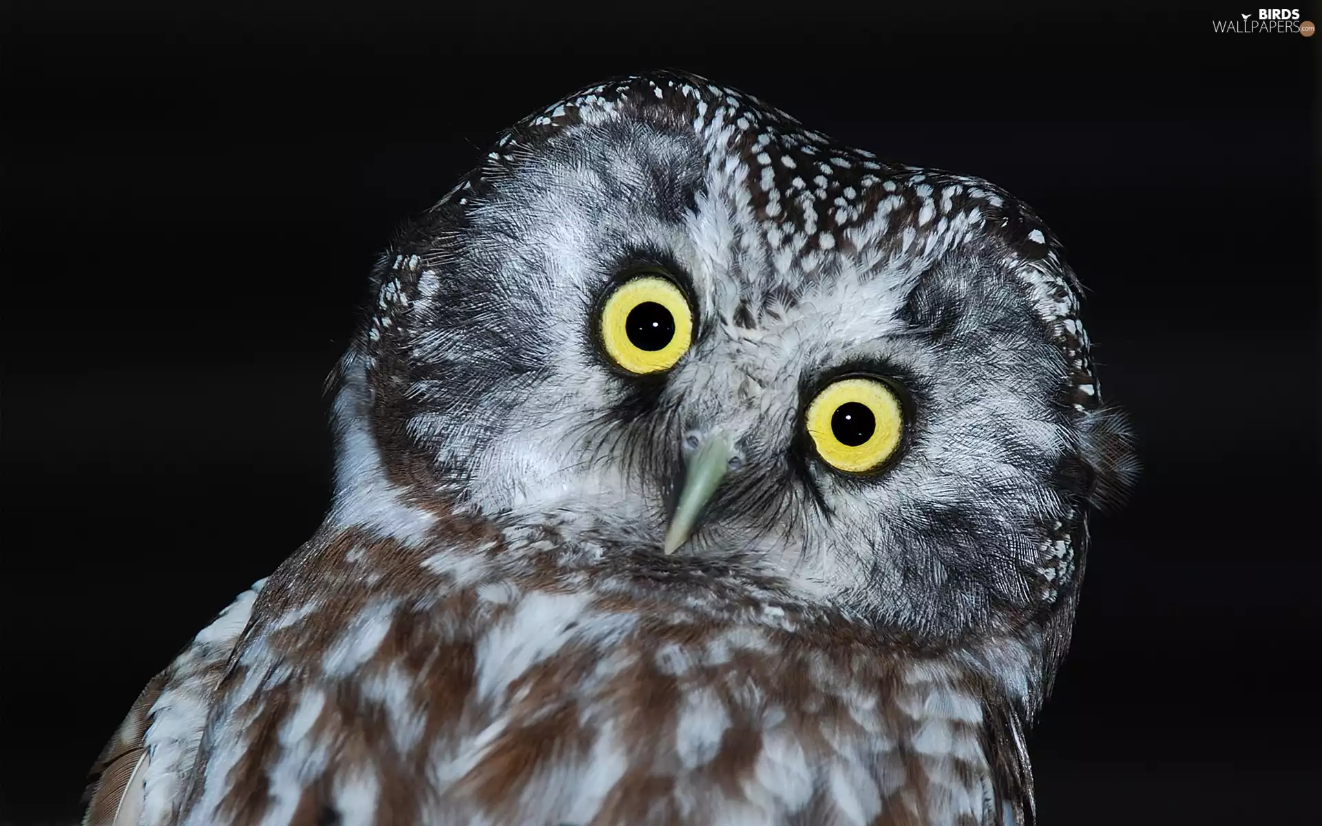 owl, Boreal Owl