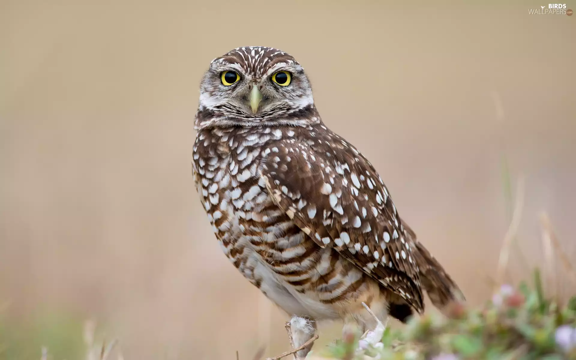 owl, Burrowing Owl