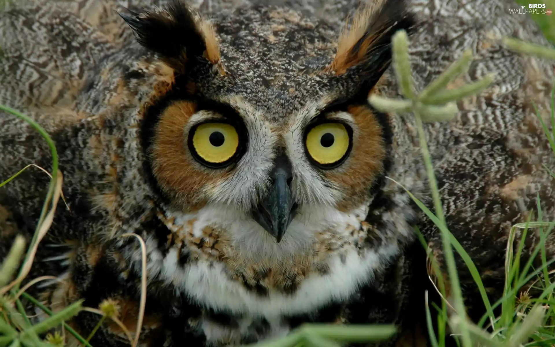 owl, eagle-owl