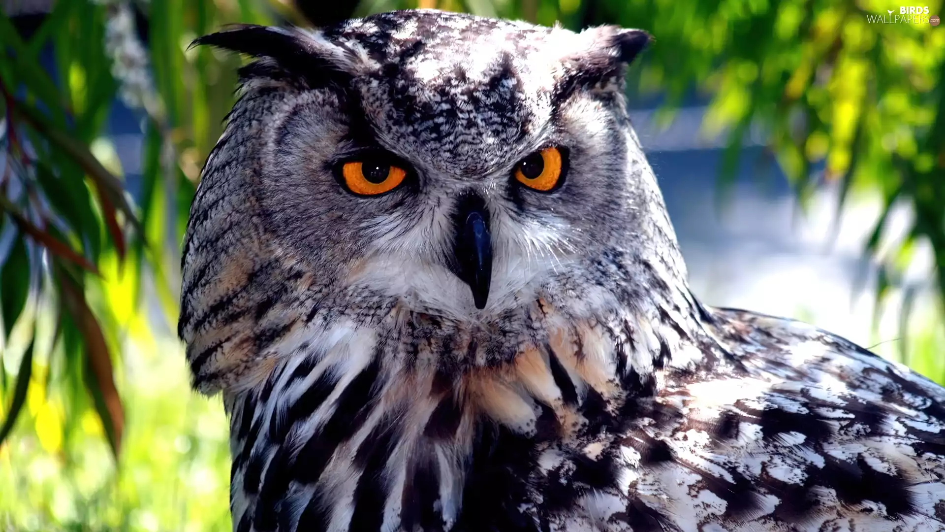 owl, eagle-owl