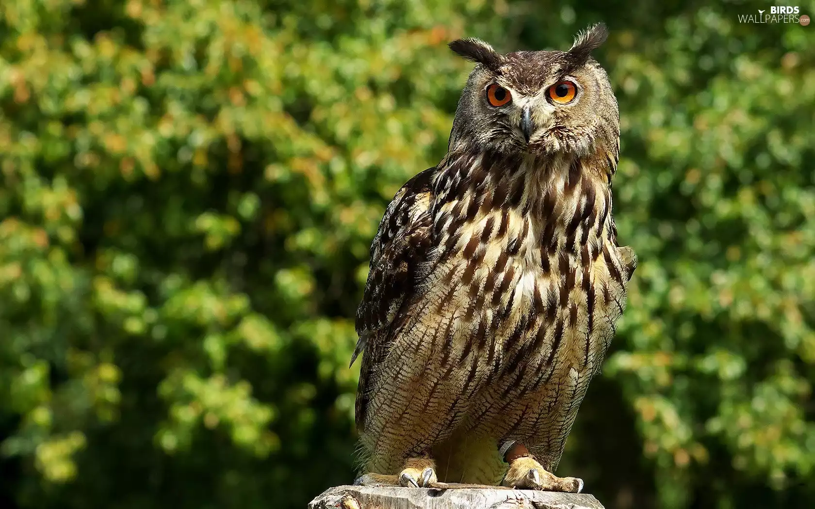 owl, eagle-owl