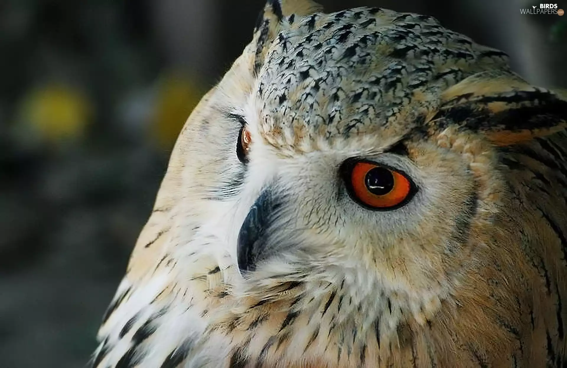 owl, eagle-owl