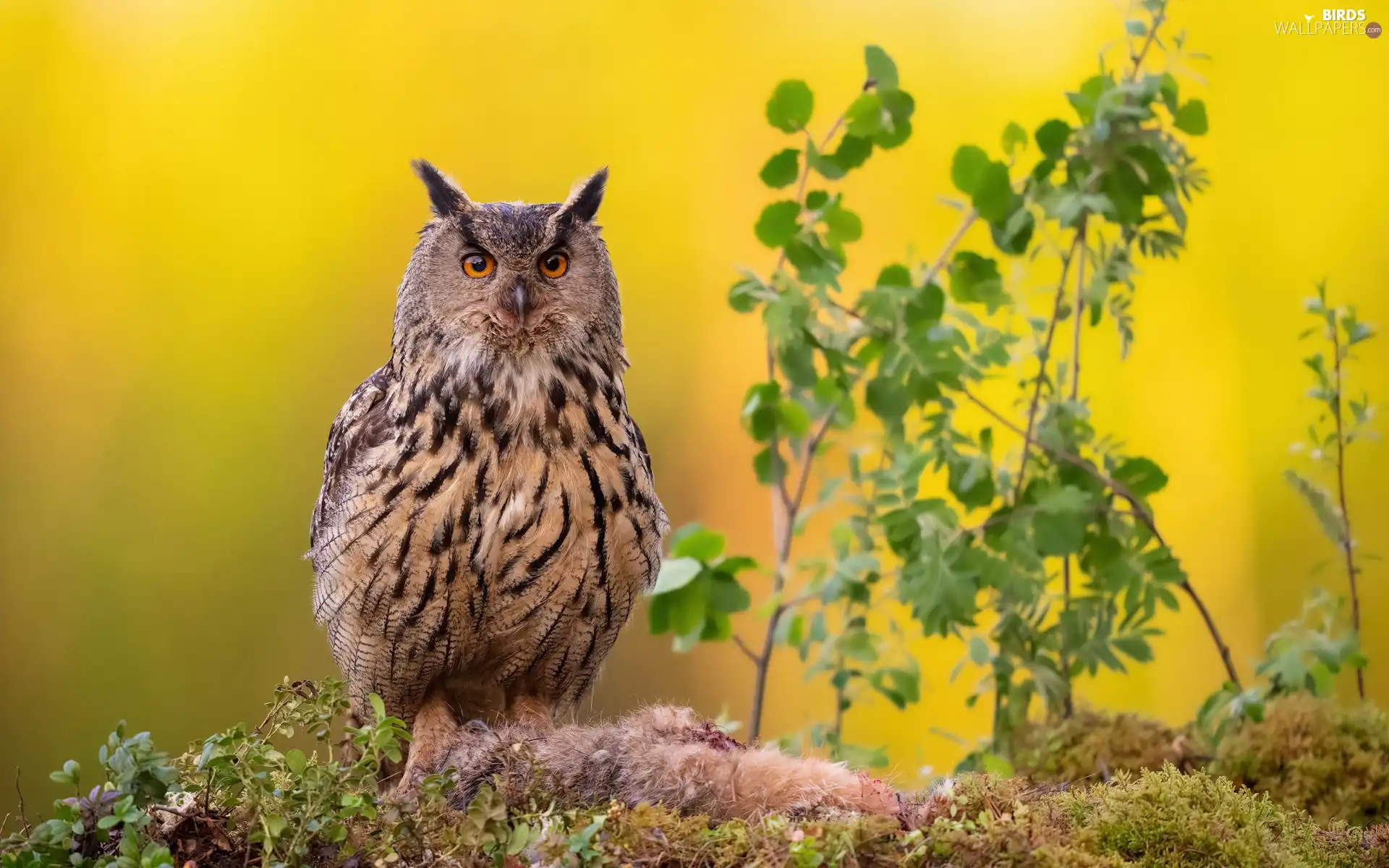 Bird, Eurasian Eagle-Owl, Plants, owl