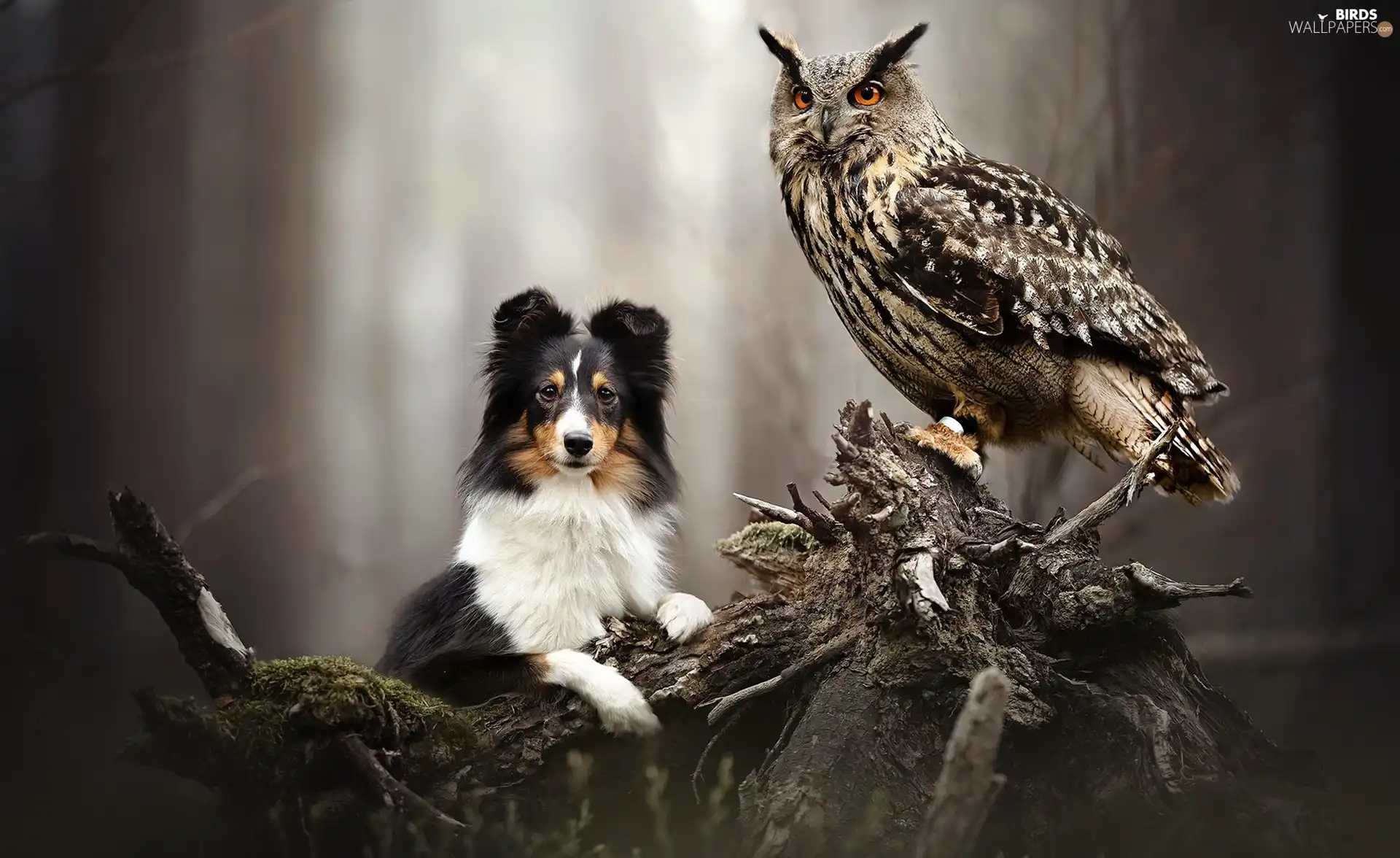 dog, Eurasian Eagle-Owl, root, owl