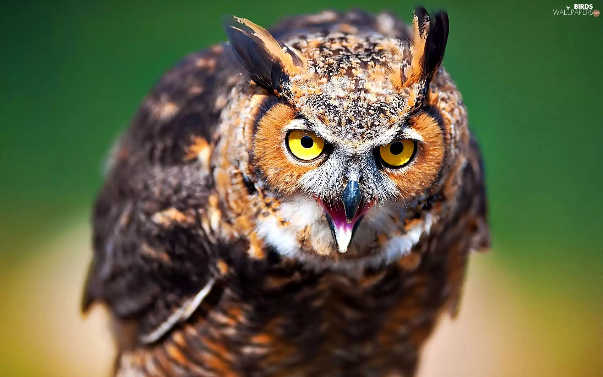 owl, eagle-owl