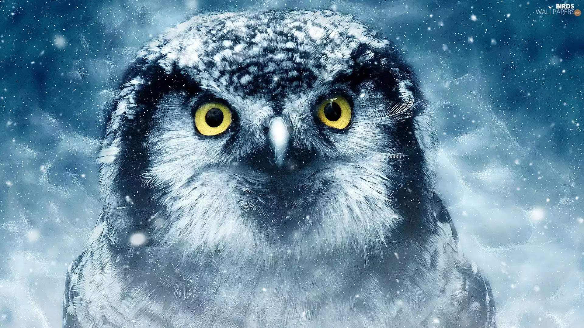 owl, winter, graphics, Owl