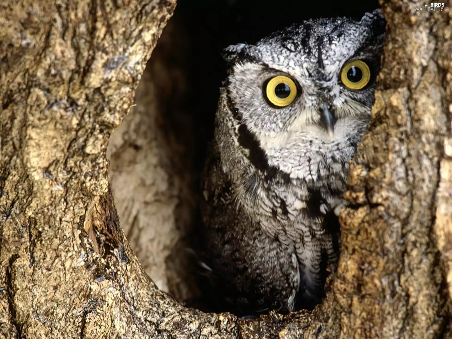 owl, Great Horned Owl
