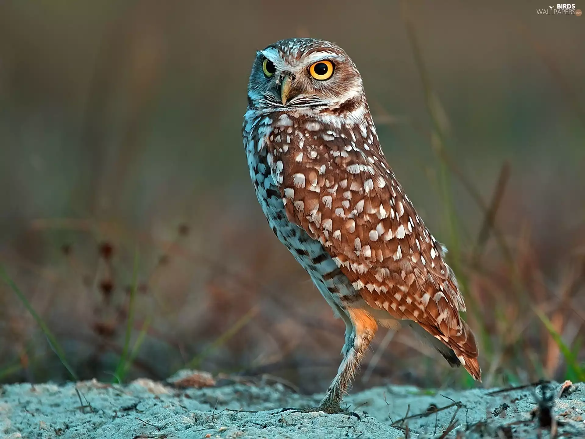 owl, Little Owl
