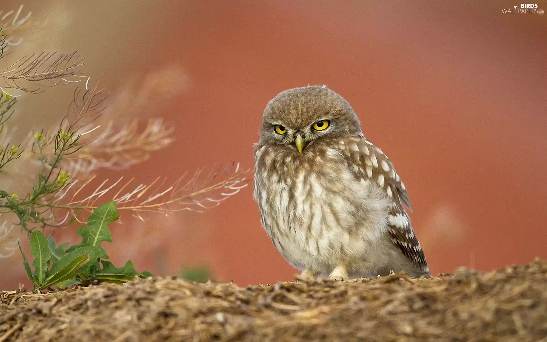 owl, Little Owl