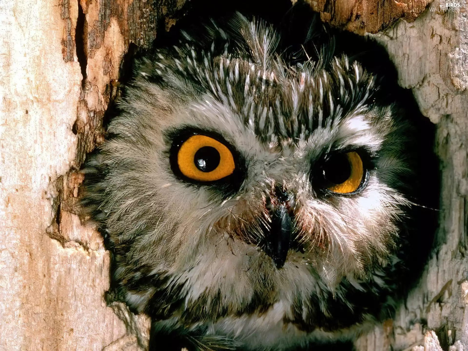 owl, Little Owl