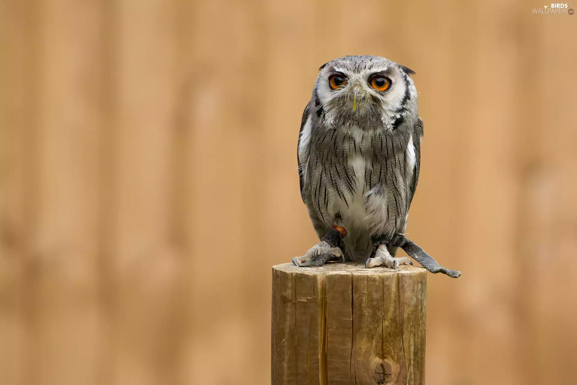 Bird, Eurasian Scops Owl, trunk, owl