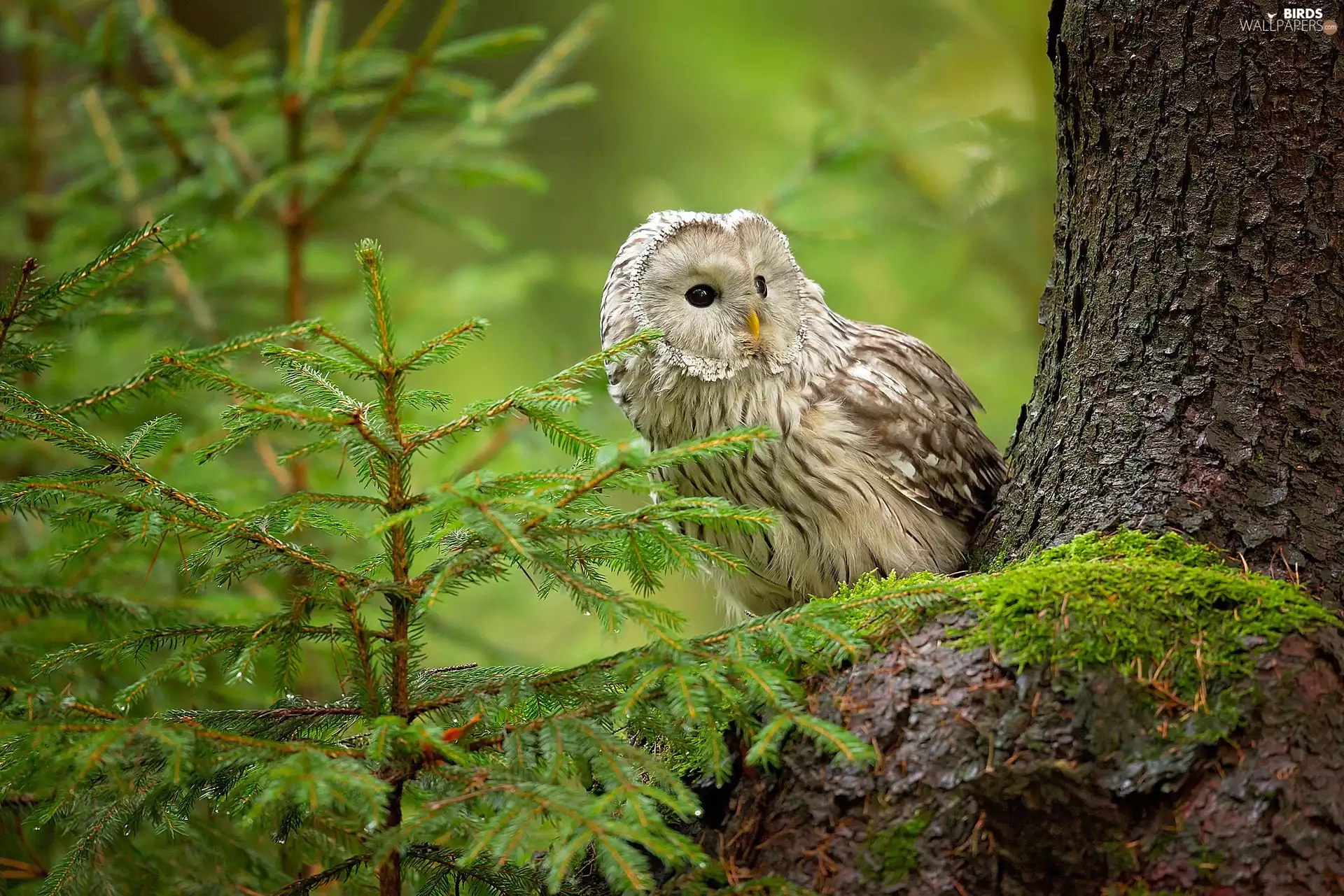 owl, trees, viewes, Owl