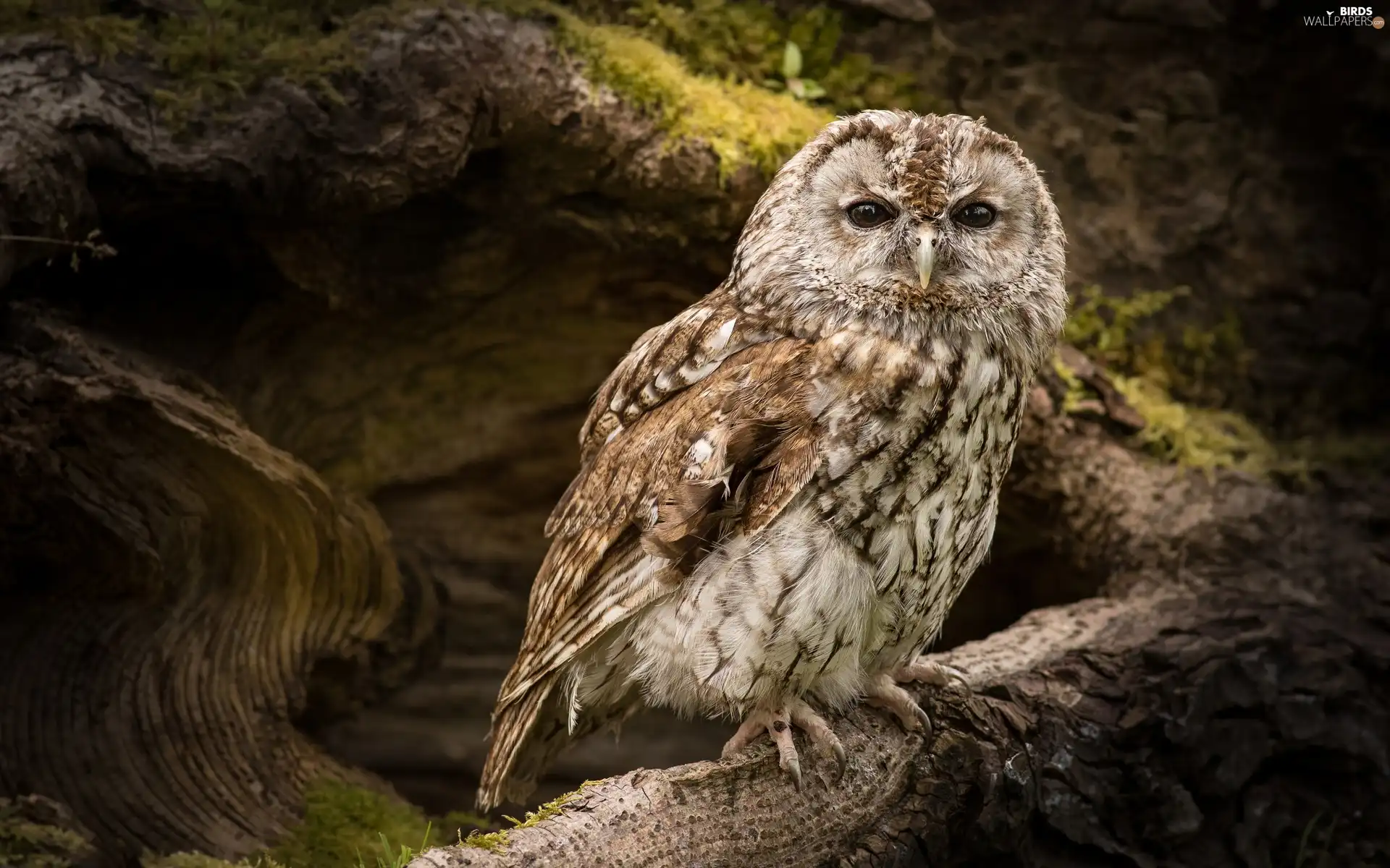 owl, Owl