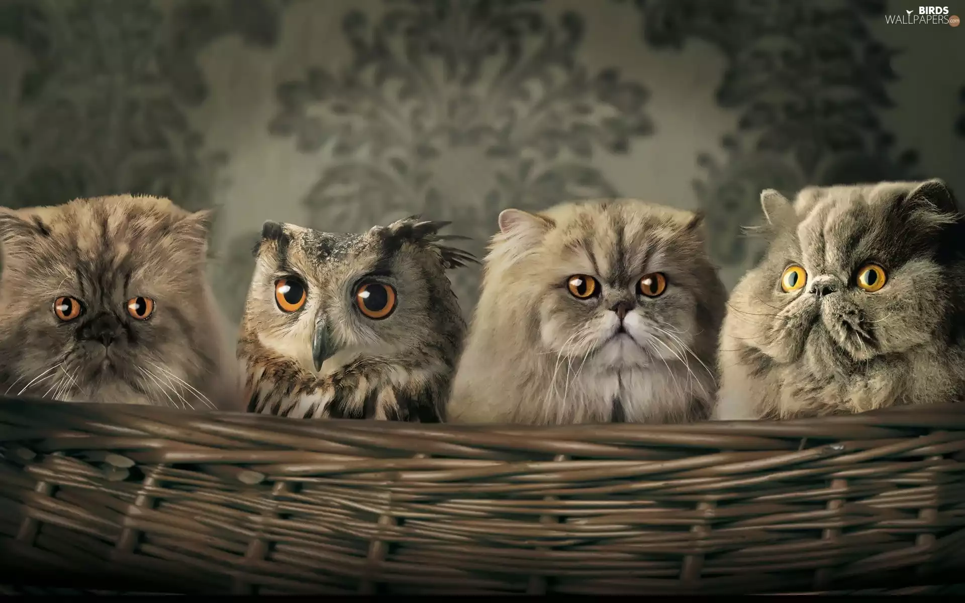 wicker, owl, Persian Cats, basket