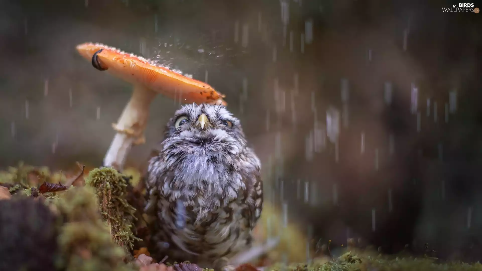 Rain, owl, Mushrooms, owl