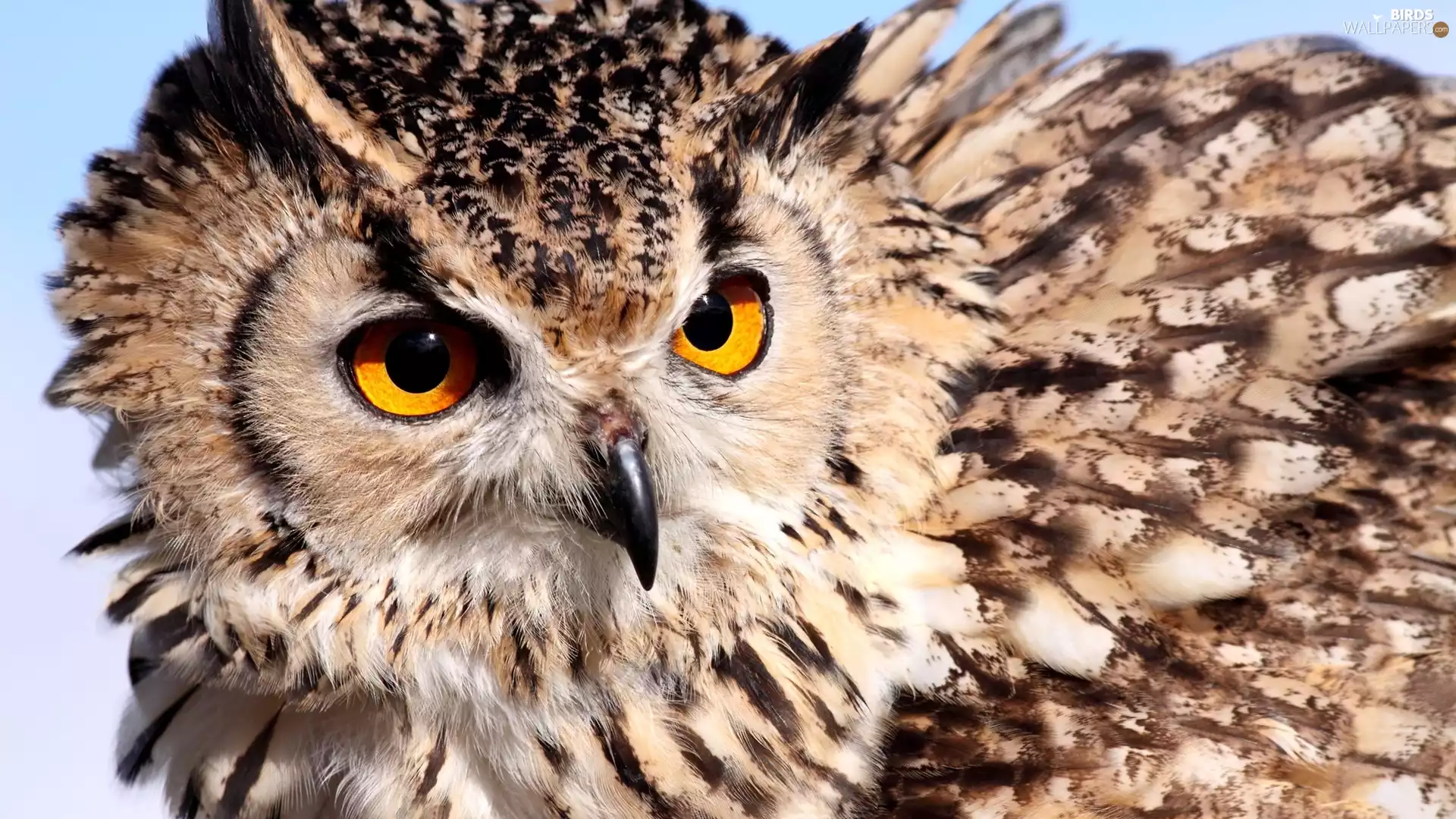 rapprochement, owl, eagle-owl