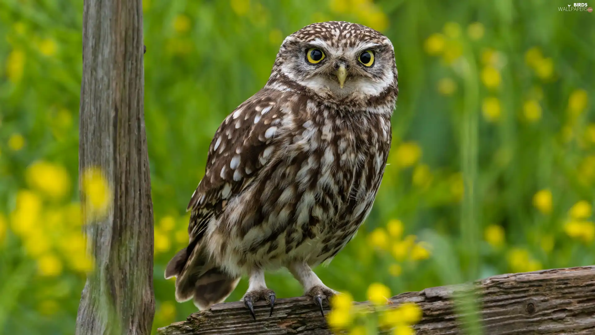 rapprochement, owl, Little Owl