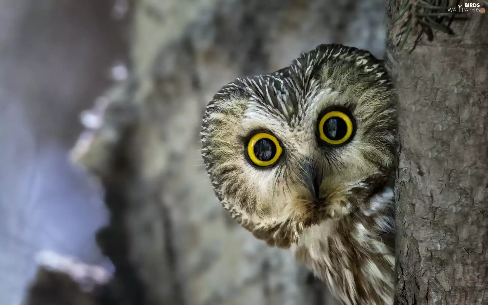 eagle-owl, Rocks, Night, trees