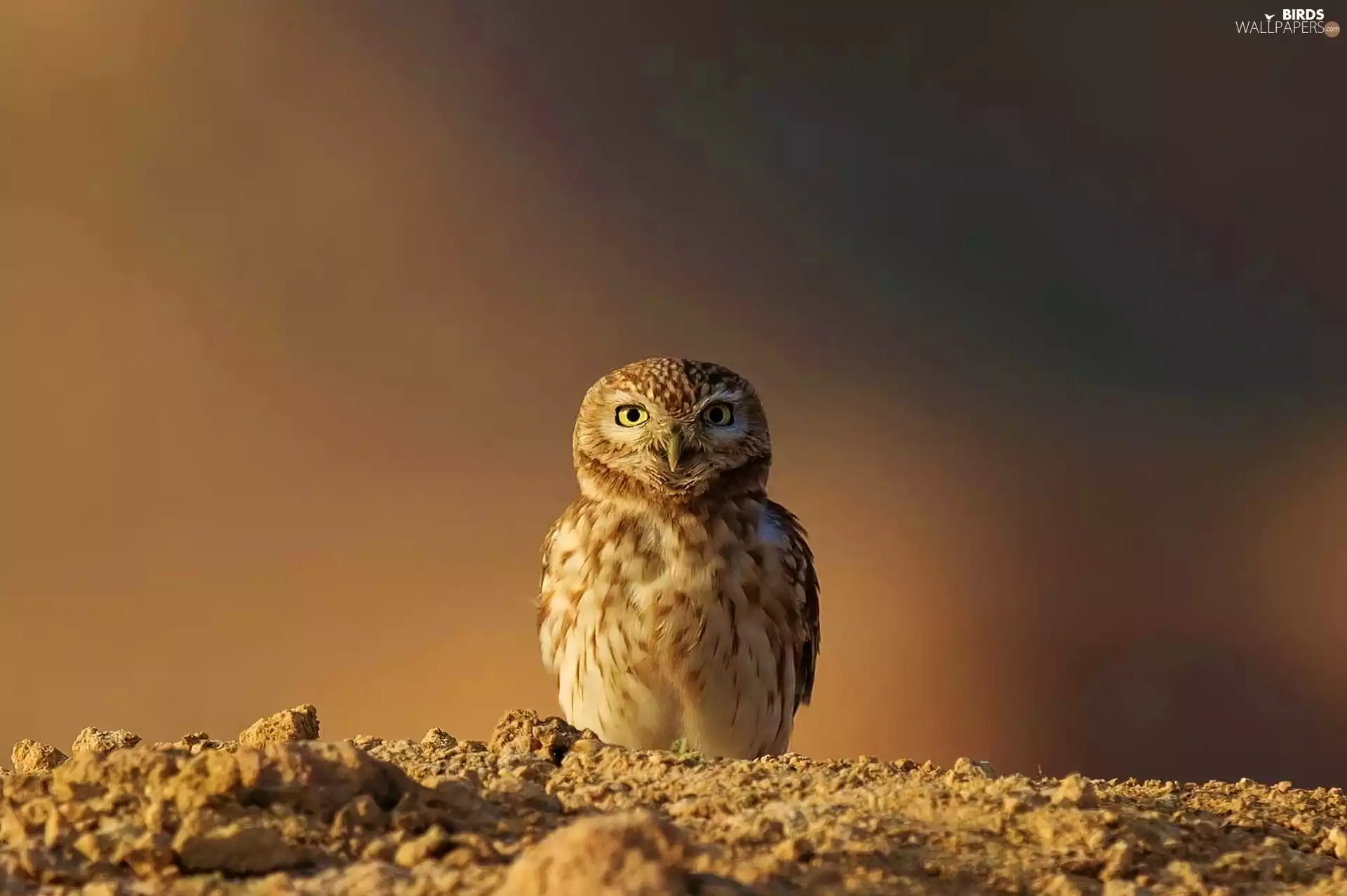owl, sand