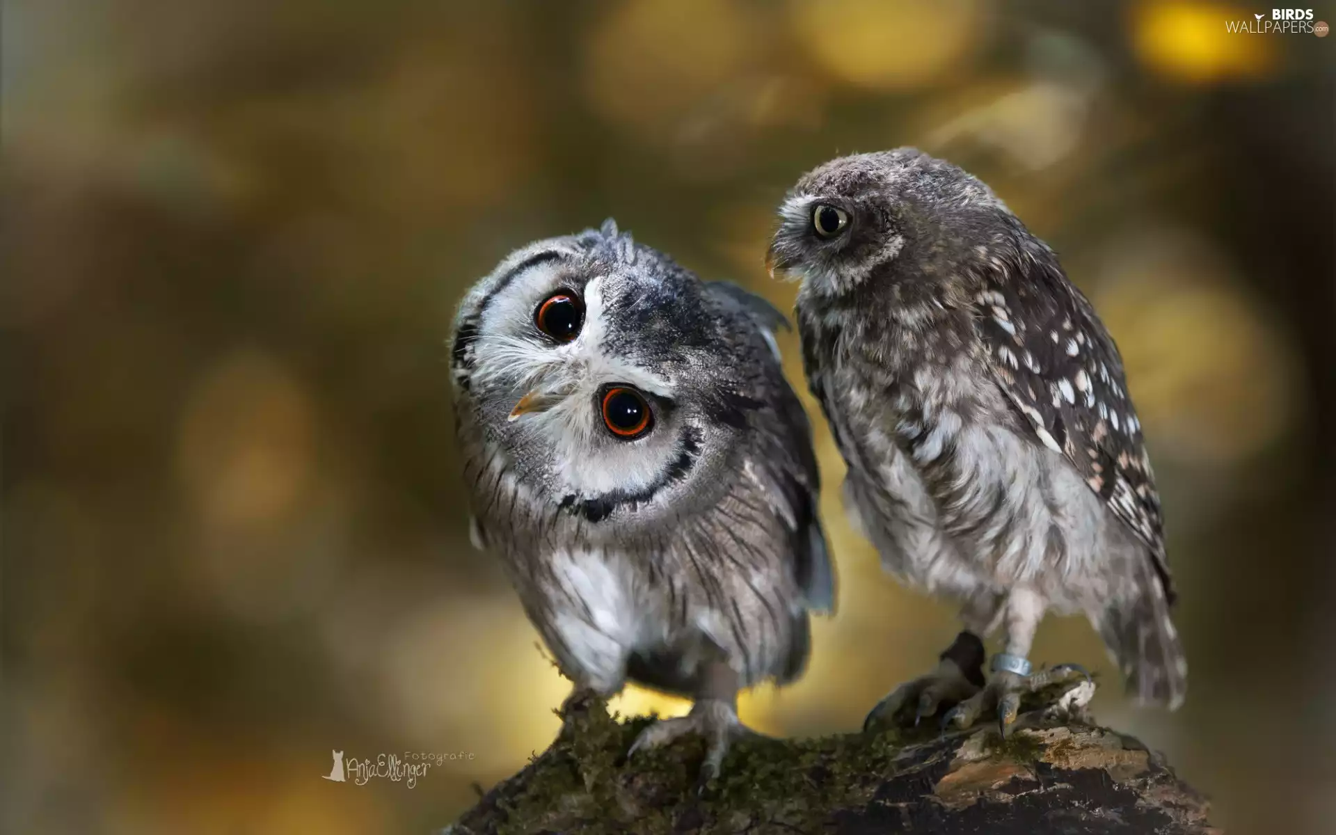 Two, Eurasian Scops Owl, Little Owl, Owls