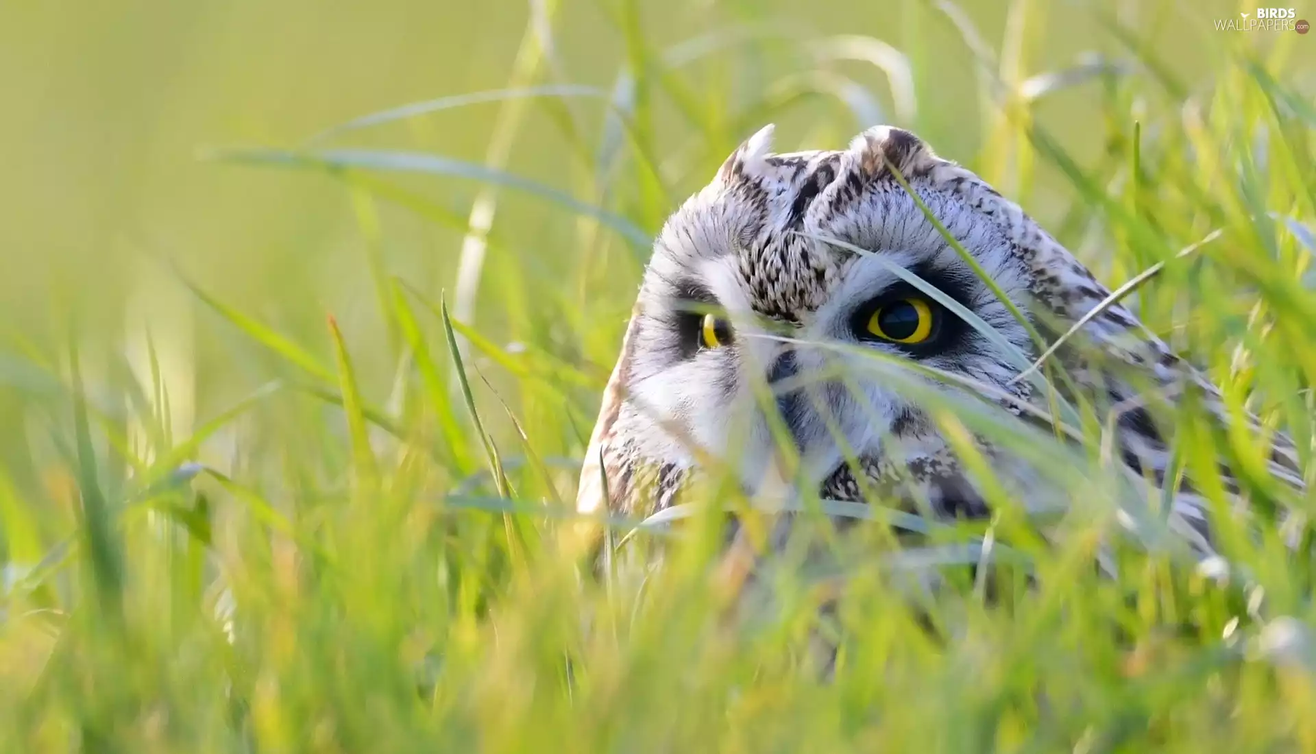 grass, owl, Short-eared Owl