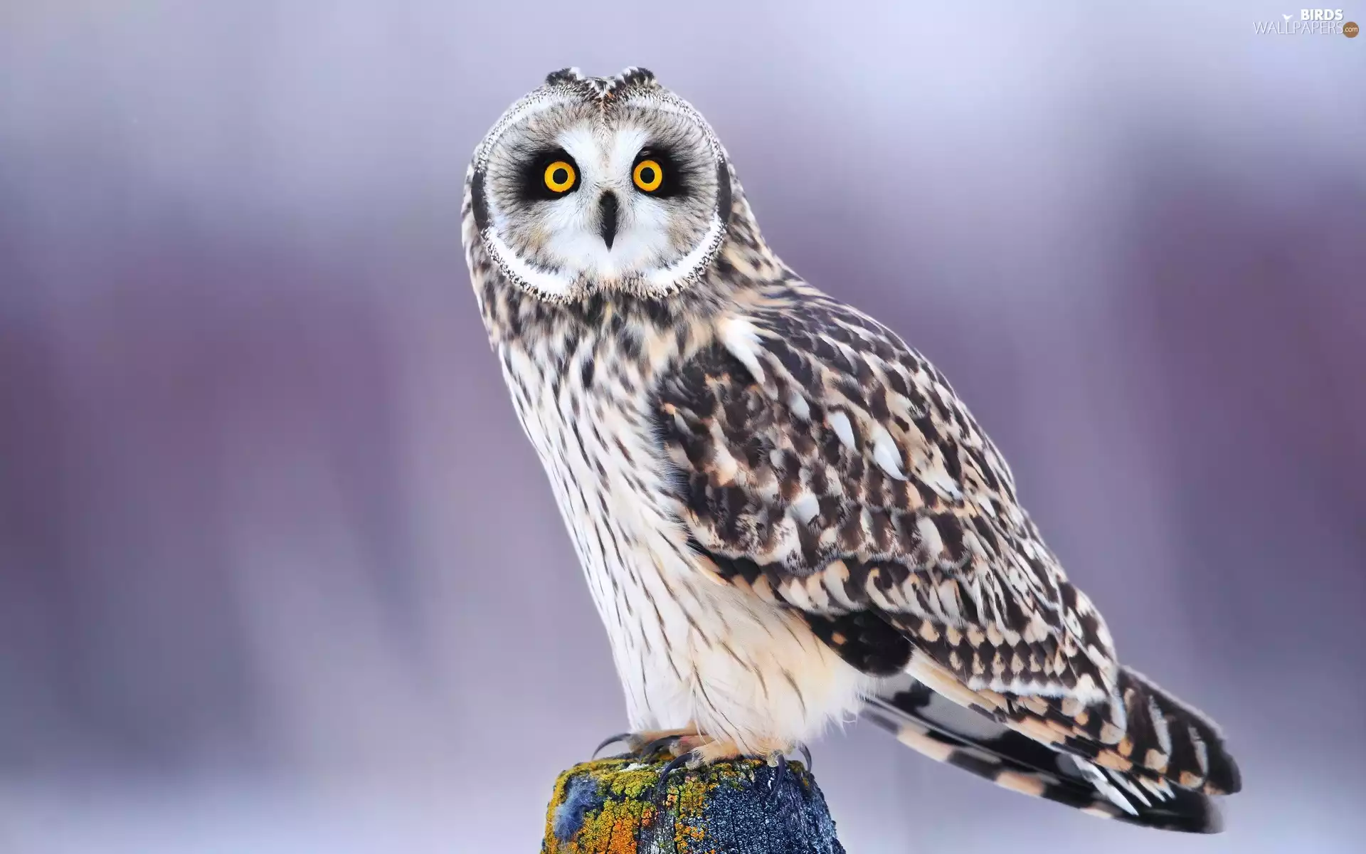 owl, snag