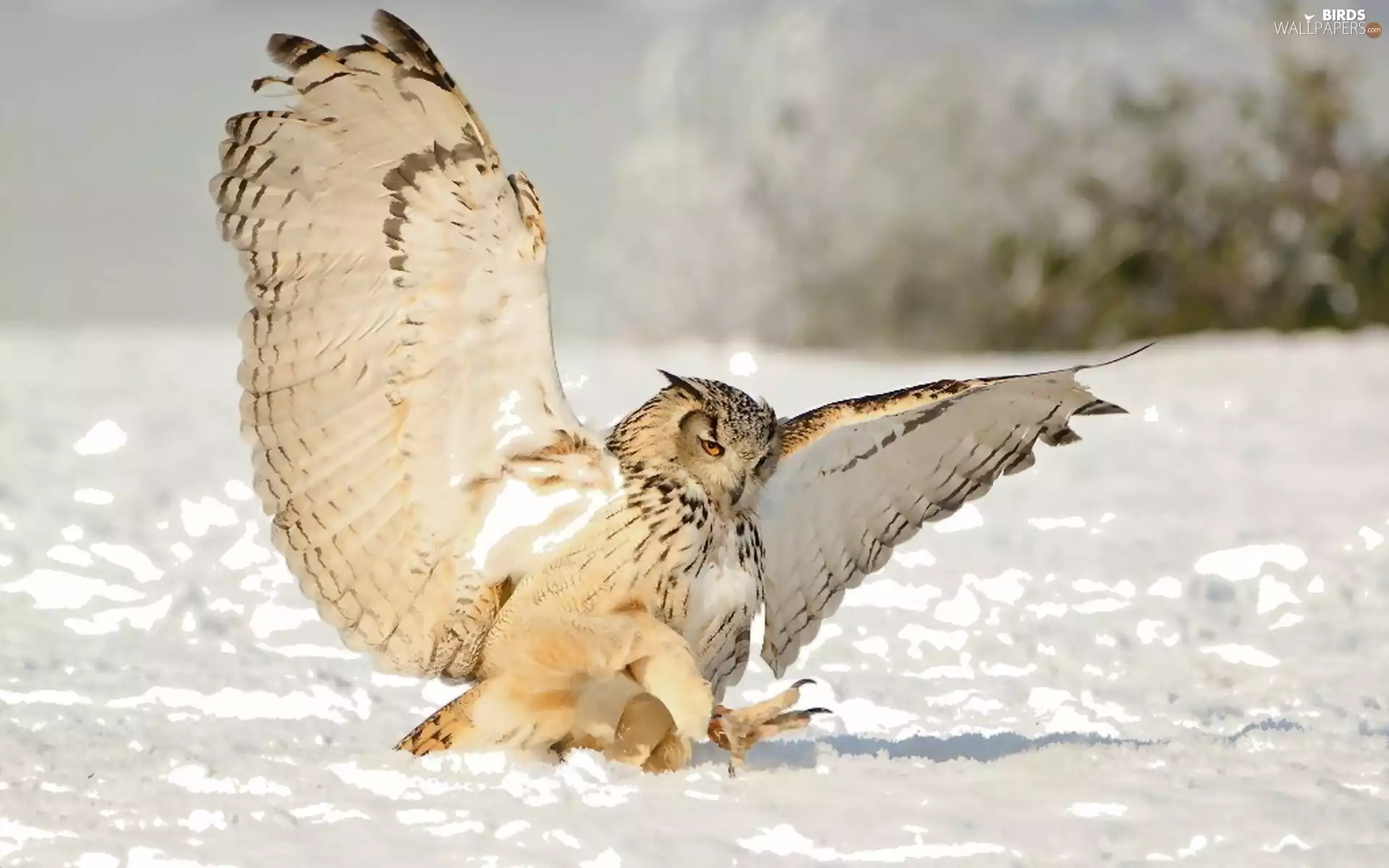 owl, snow