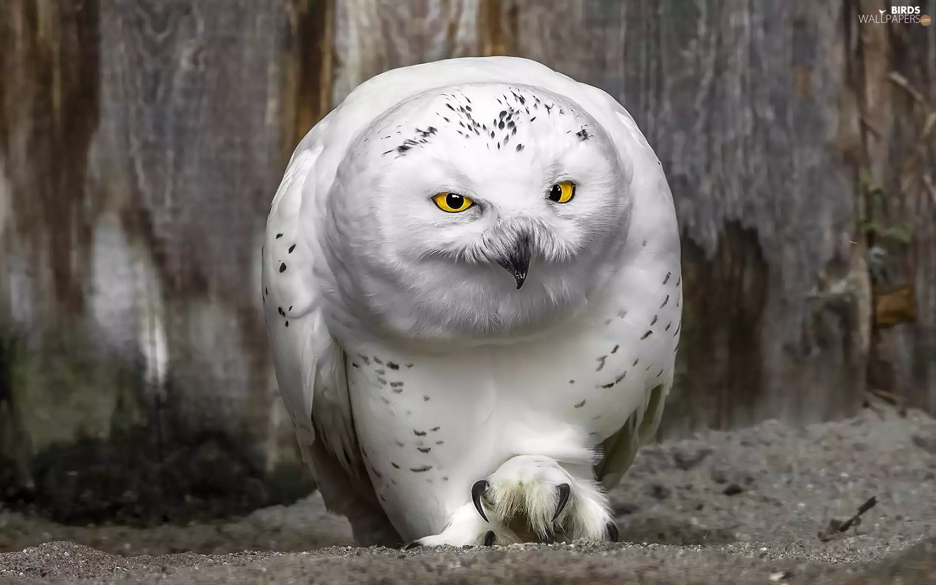 owl, snow