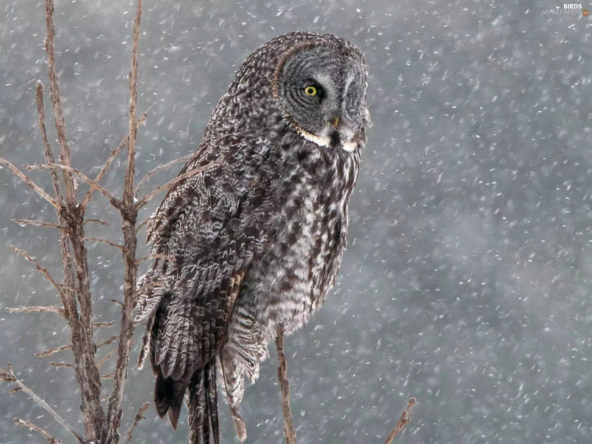 owl, Twigs, snow, Tawny owl great gray owl