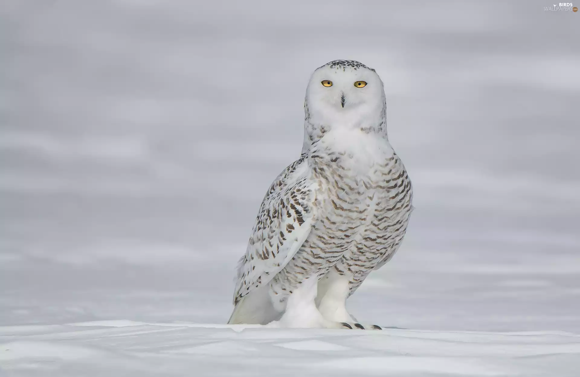 winter, snow, Snowy Owl, The look, Bird