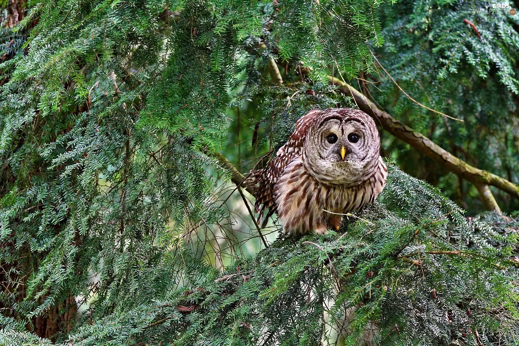 owl, spruce