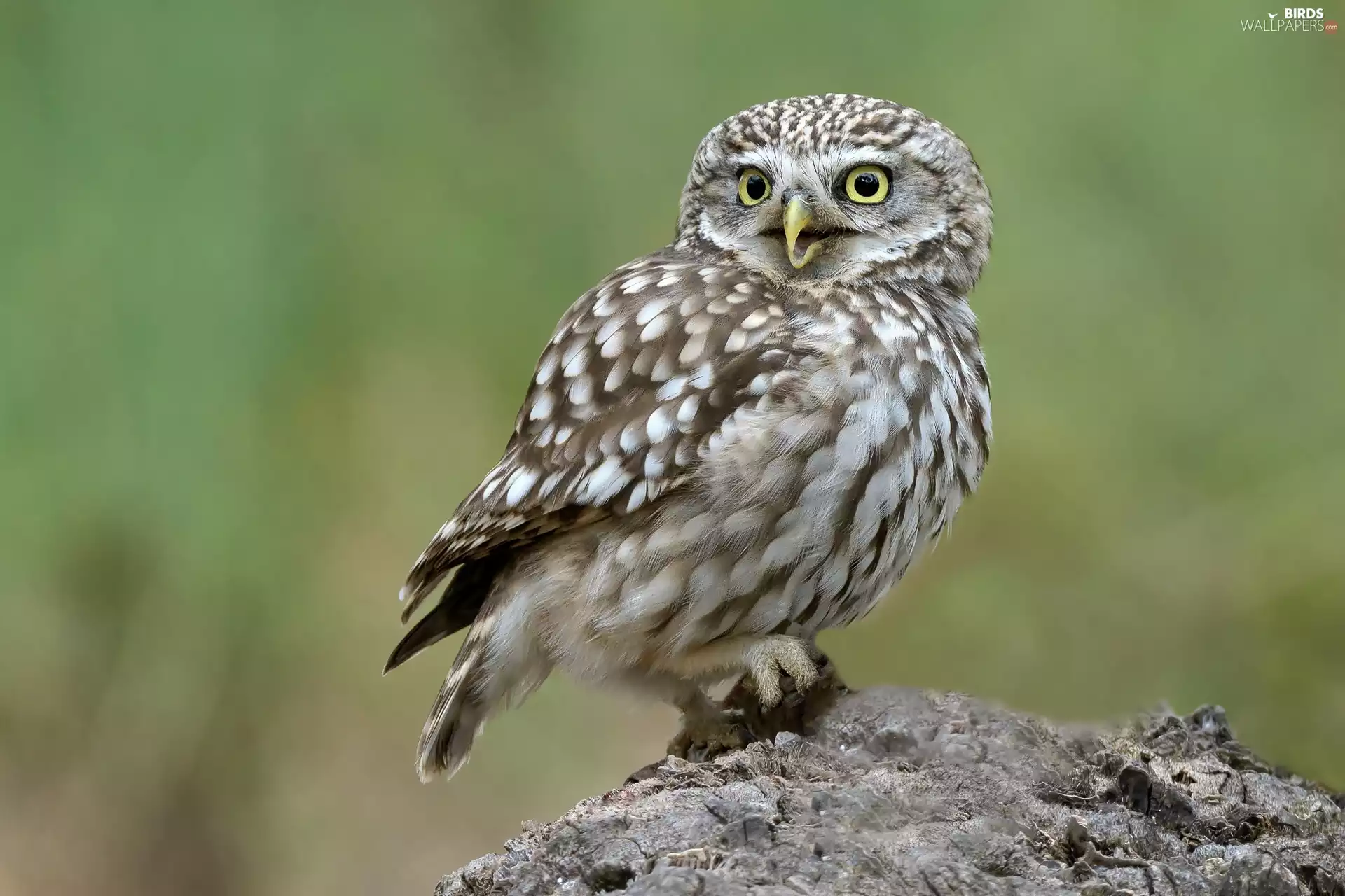 Stone, owl, Little Owl