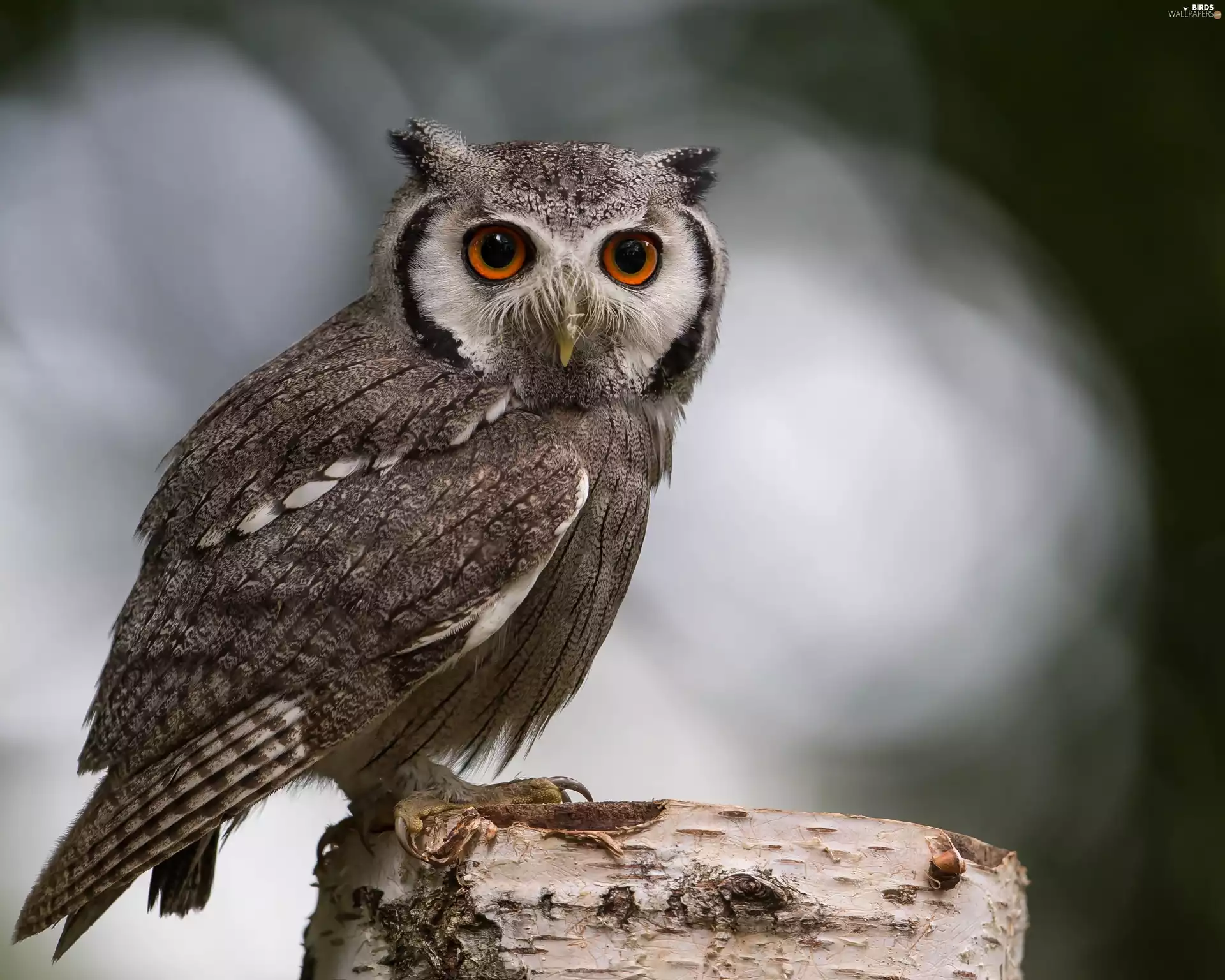 owl, stump