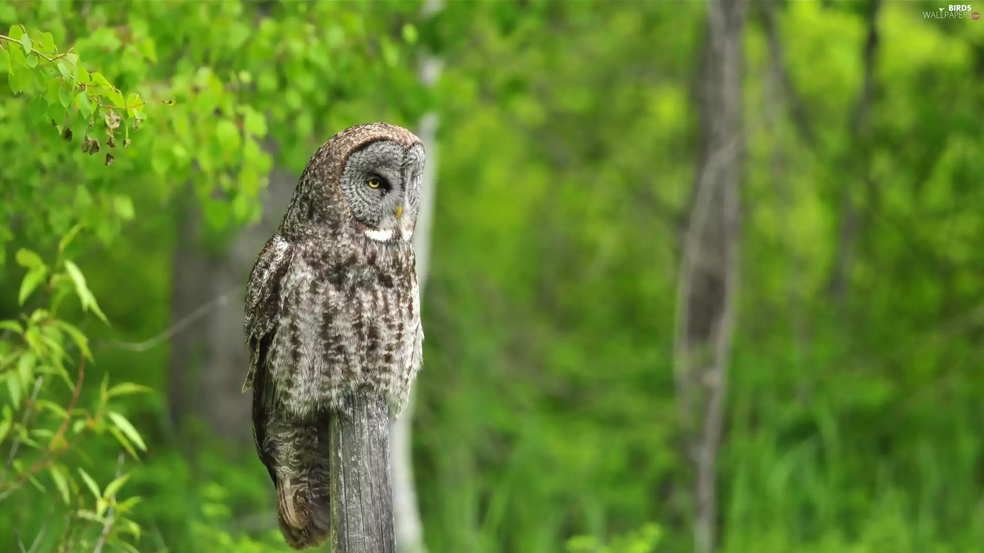 Owl, stump